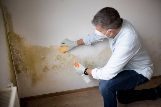 Best Forensic Mold Investigation  in Boise City, OK