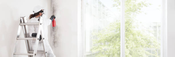 Best Mold Prevention Services  in Boise City, OK